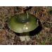 Мицелий Сыроежки зеленой (Russula aeruginea)